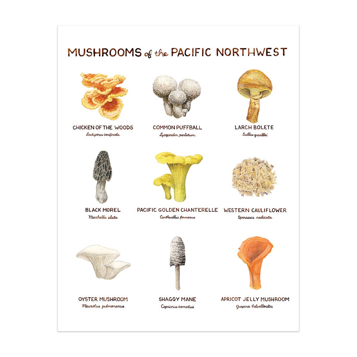 Pacific Northwest Mushrooms - 11" x 14" Mushroom Art Print