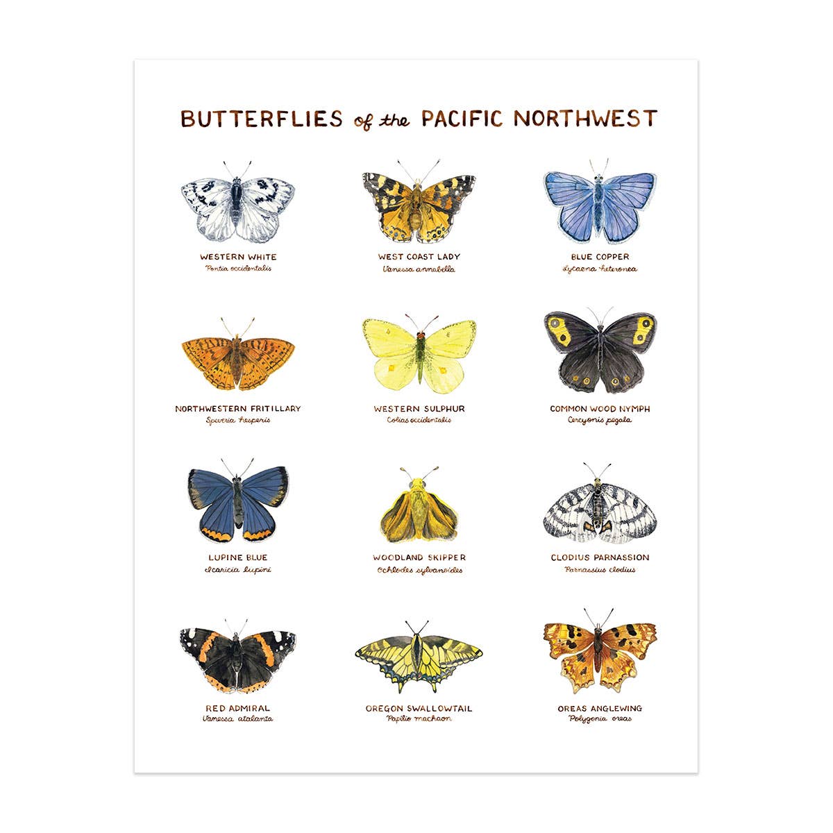 Butterflies of the Pacific Northwest - 11" x 14" Art Print